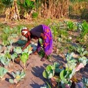 Agricultora_Agachada_AzadaVerde Tu ayuda llega