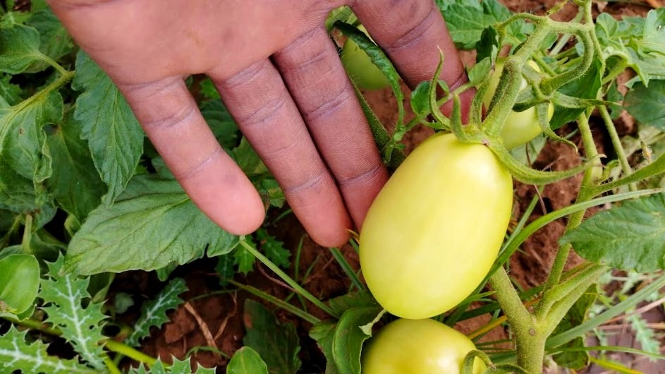 agricultura regenerativa