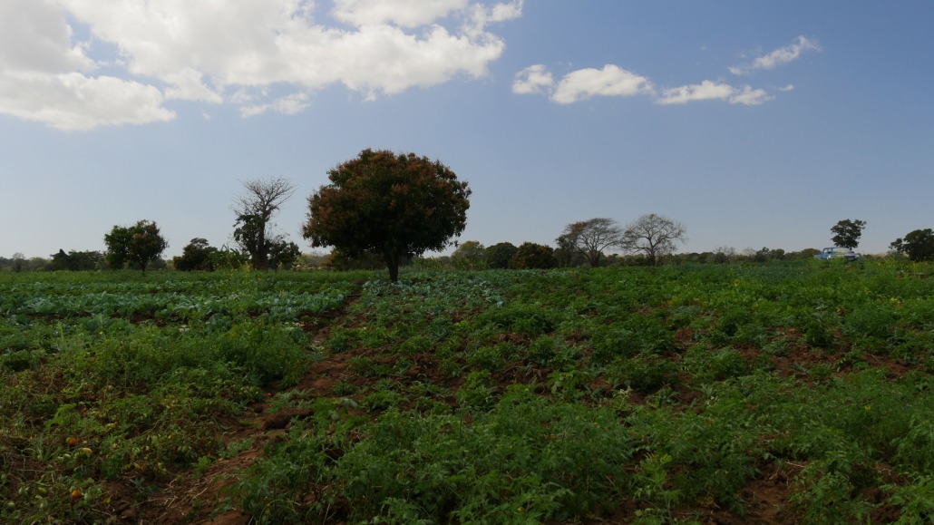 Campo de Nahumue_Azada Verde