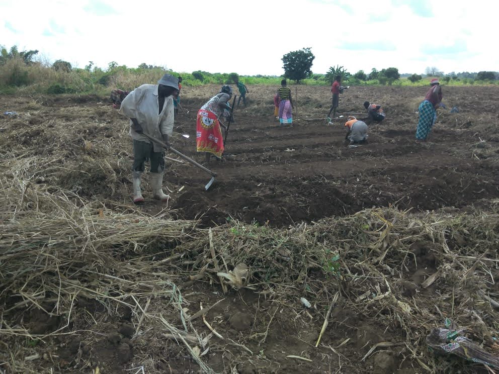 Agricultores mozambiqueños cultivando_Azada Verde