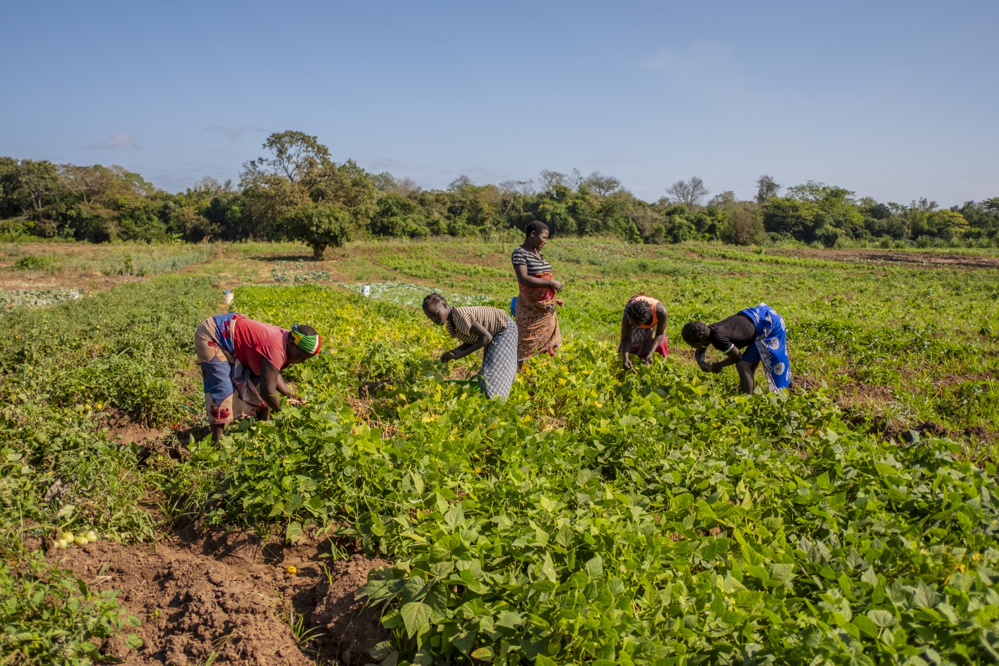 mujeres-campo-cultivado-azada-verde mujeres-campo-cultivado-azada-verde