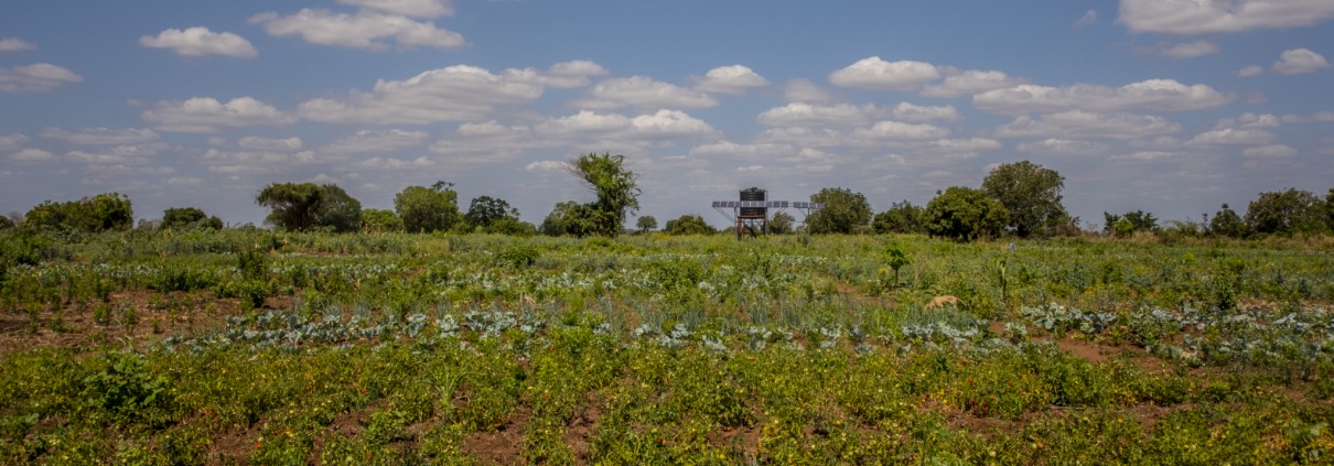 tierra