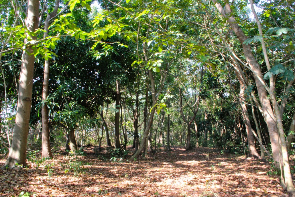 reforestación